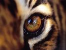 Tygří oko - 1. kapitola