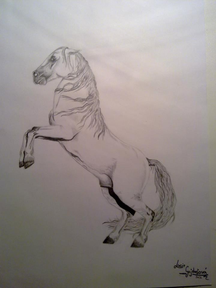 kresba koně